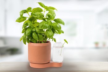 pot-greenfinity-7