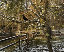 Eames House Bird