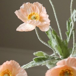 coral-poppy_flower-3