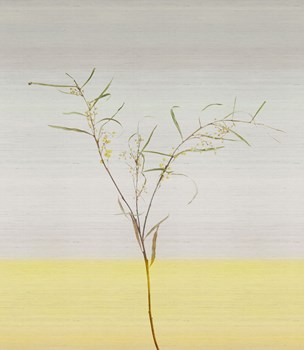 Acacia_sauterne_261x300cm_cmyk_with-texture_tenue-de-ville