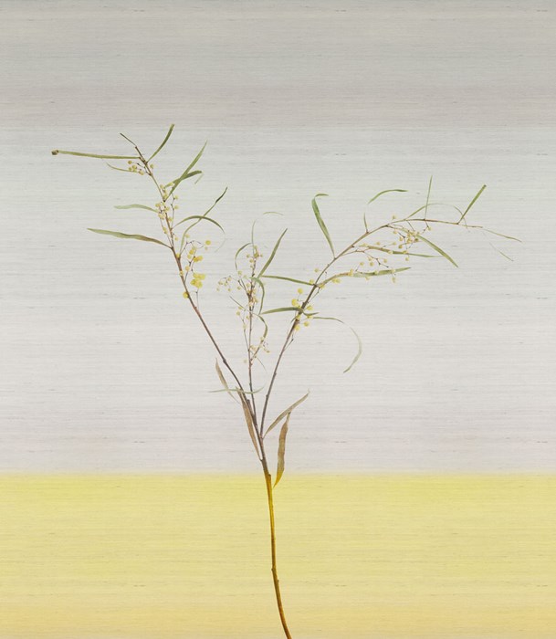 Acacia_sauterne_261x300cm_cmyk_with-texture_tenue-de-ville