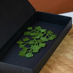 Maidenhair-fern_pictures_new-production_botanopia-4