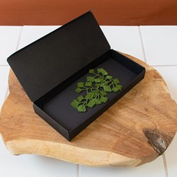 Maidenhair-fern_pictures_new-production_botanopia-3