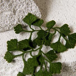 Maidenhair-fern_pictures_new-production_botanopia-2